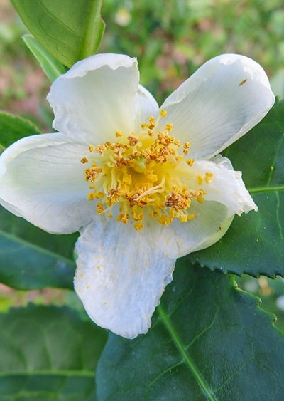 содержание чайного дерева