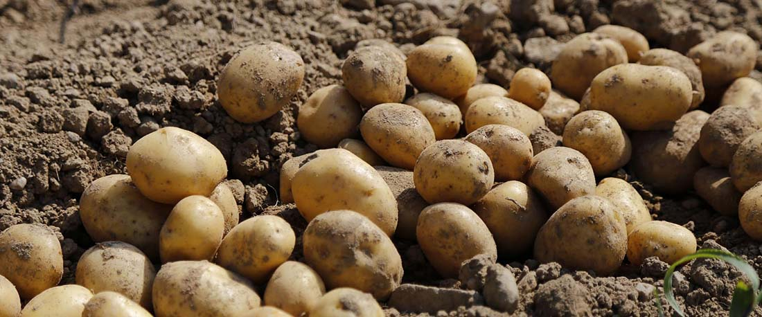 признаки недостатка и избытка магния