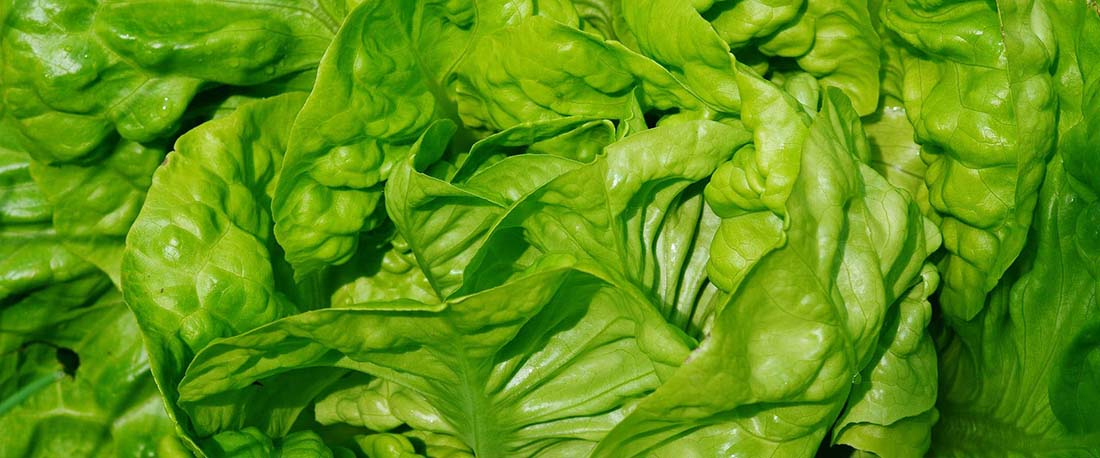 признаки недостатка и избытка азота