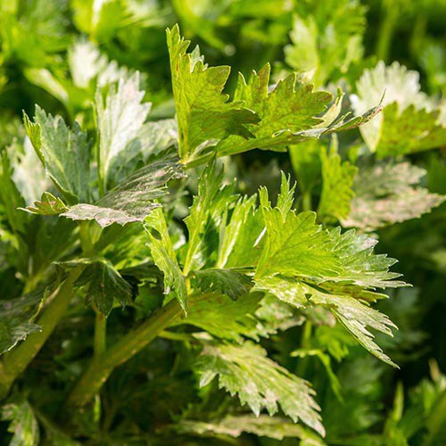 сельдерей для натурального отбеливания зубов