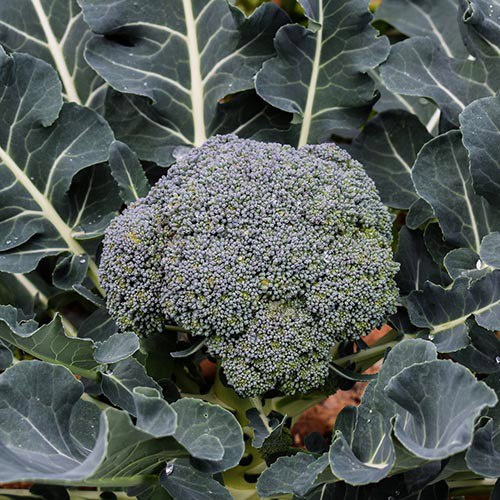 брокколи для натурального отбеливания зубов