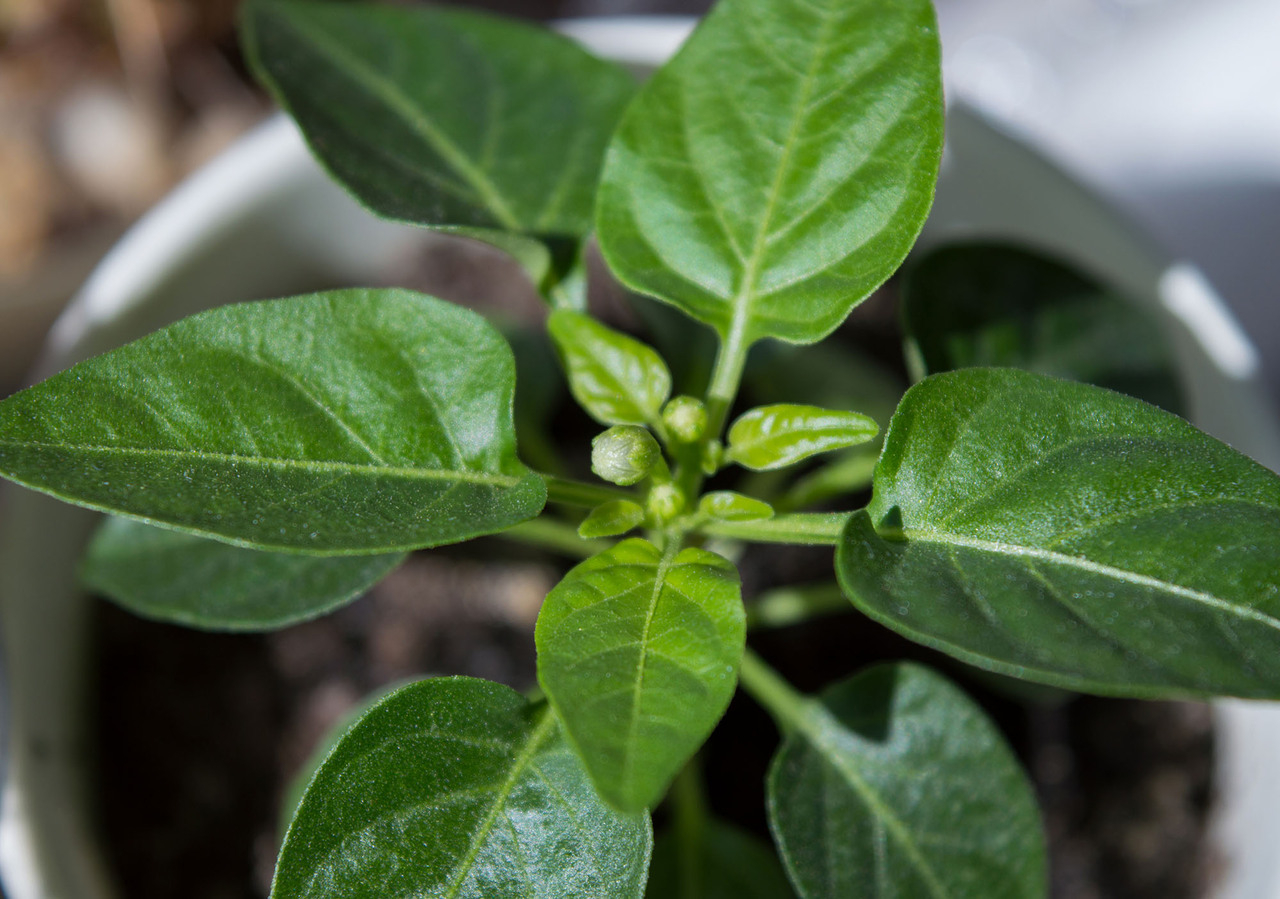 бутоны на остром перце Ивонна