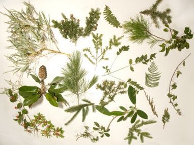 Самый большой в мире гербарий