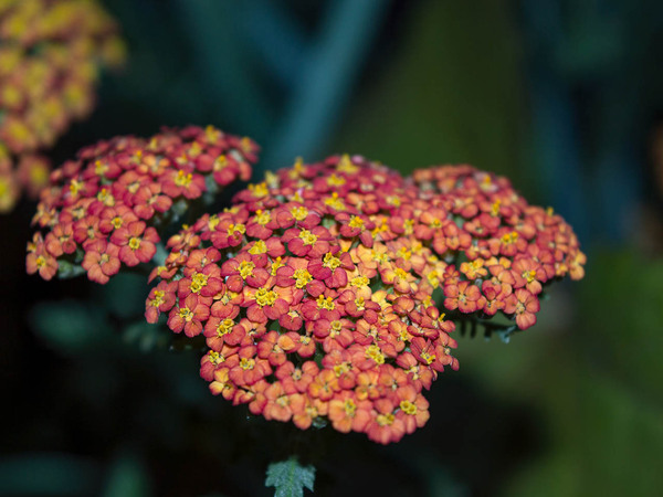 6 причин посадить тысячелистник в саду