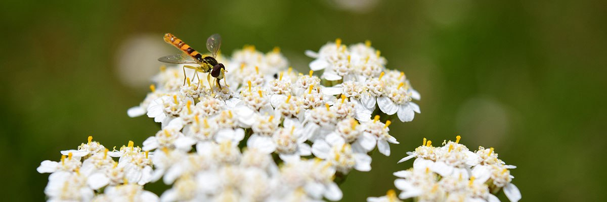тысячелистник для привлечения полезных растений