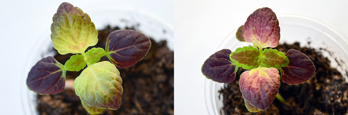 колеус Черный дракон без подсветки