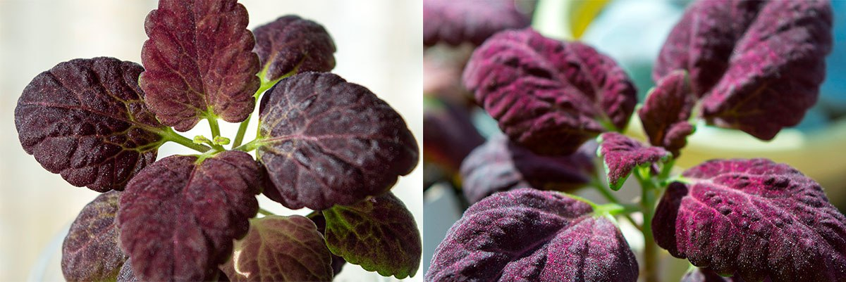 колеус Черный дракон при достаточном освещении