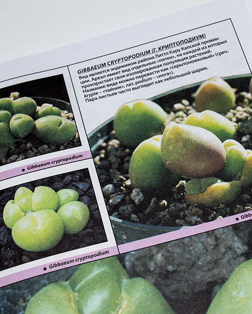 отзыв о книге Литопсы и другие живые камни