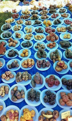 сорта картофеля