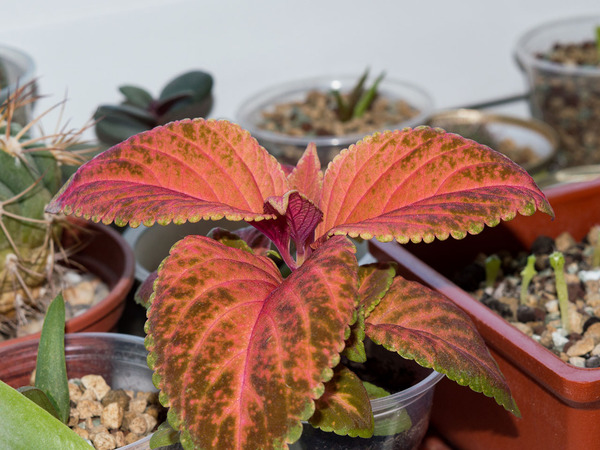 Отзыв о семенах: колеус Тэррено Румяный от «Гавриш»