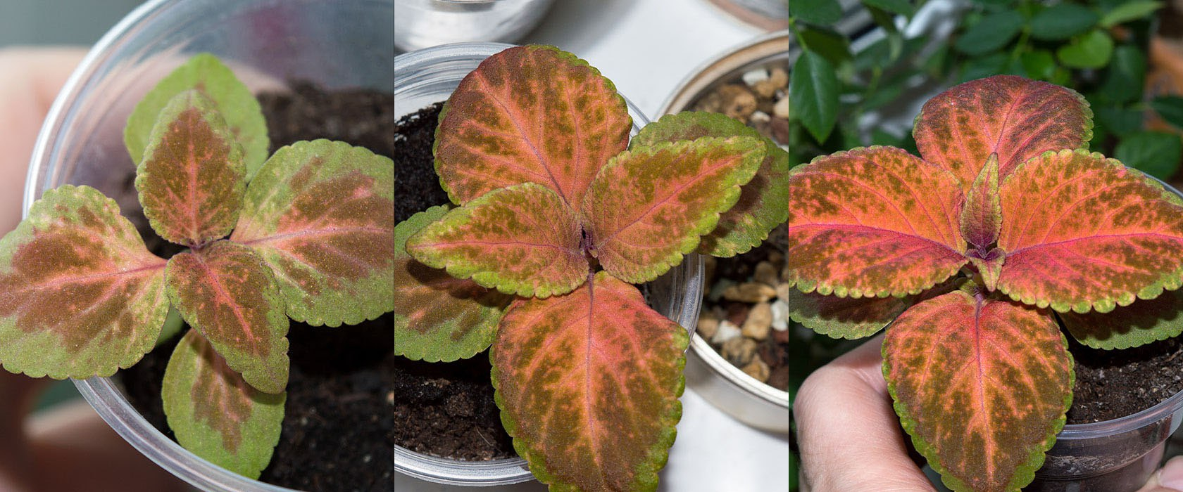 отзыв о колеусе Тэррено румяный