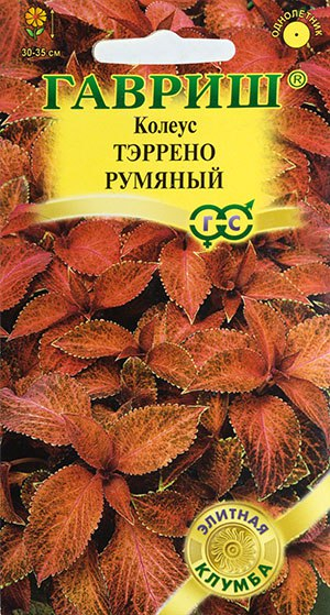 колеус Тэррено румяный из семян