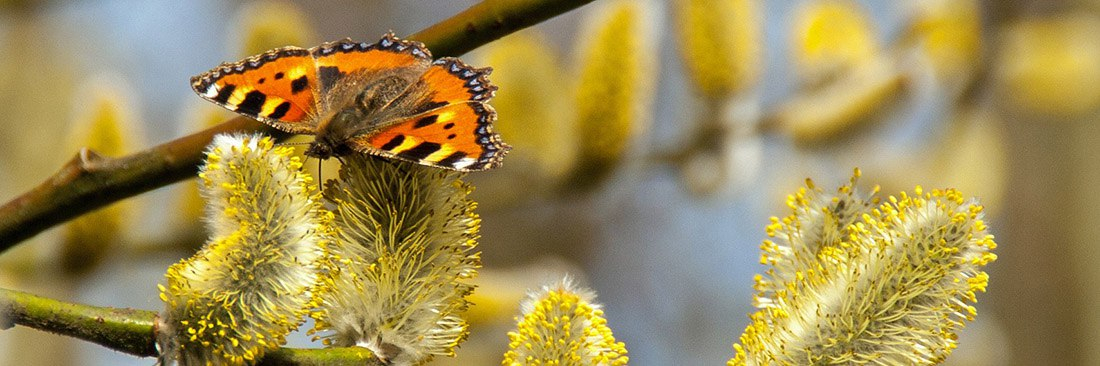 какие растения опасны при поллинозе