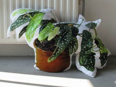 Принеси на работу растение и сядь на него