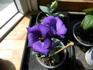 выращивание лизиантуса из семян