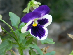 анютины глазки