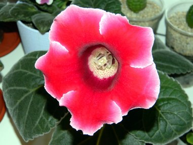 Первые шаги комнатного цветоводства (часть 1)