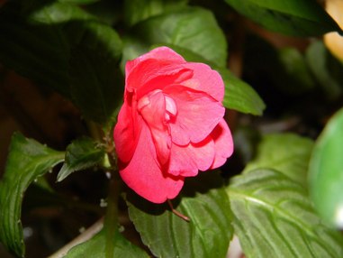 Первые шаги комнатного цветоводства: основные советы по уходу за растениями (часть 2)