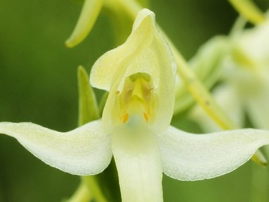 Жизнь в жерле вулкана