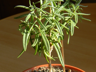 Топиарии из розмарина и других пряностей на кухне