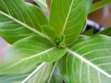 Почему гибнут покупные цветы?