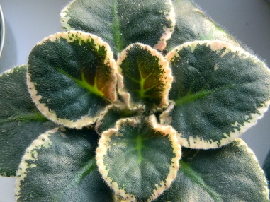 Самые неприхотливые и полезные растения для офиса