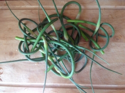 стрелки чеснока