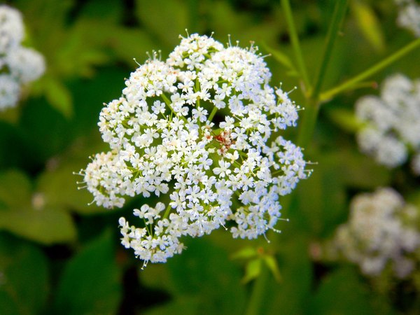 О дальнейшей судьбе сайта