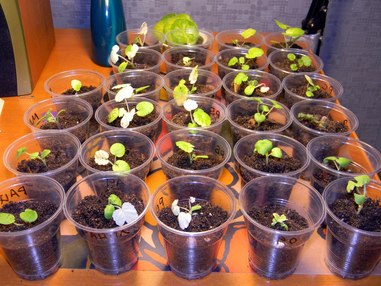 Пеларгониевая плантация