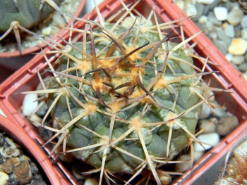 Gymnocalycium kozelskyanum