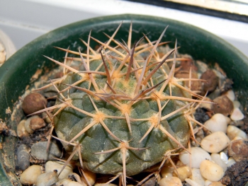 Gymnocalycium kozelskyanum