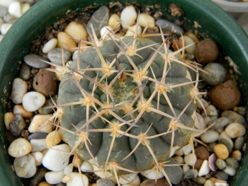 Gymnocalycium kozelskyanum