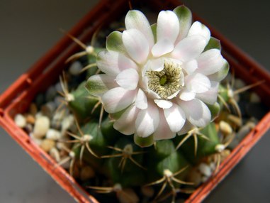 В поисках земли для кактусов