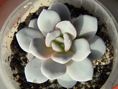 Фарфоровая принцесса Echeveria laui