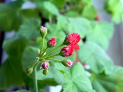 бутоны розебудной пеларгонии