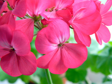 Мамины пеларгонии