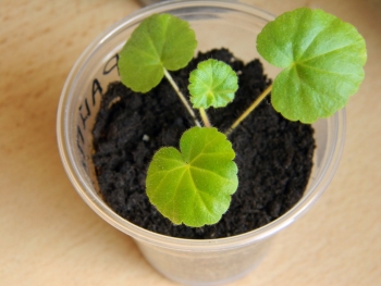 зональная пеларгония Райпл из семян