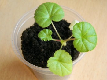 зональная пеларгония Дивас из семян