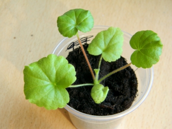 зональная пеларгония Павла из семян