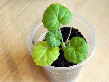 пеларгония Рафаэлла алая из семян