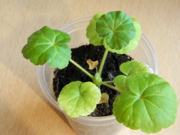 пеларгония Рафаэлла белая из семян