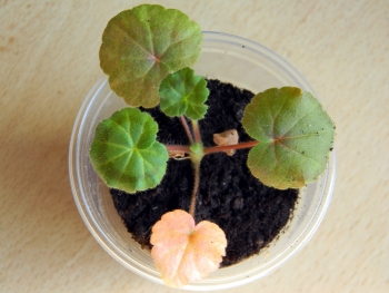 зональная пеларгония Магия лета из семян