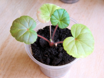 зональная пеларгония Звезда Подмосковья из семян