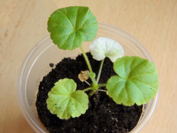 зональная пеларгония Рафаэлла из семян