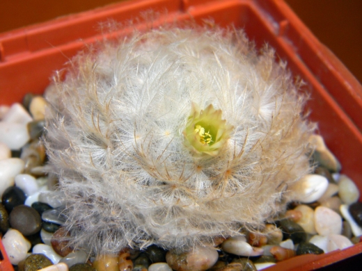 цветение Mammillaria plumosa