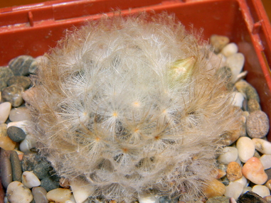 Первое цветение mammillaria plumosa