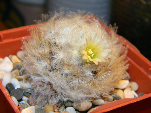Mammillaria plumosa: продолжение