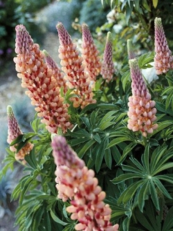 садовый люпин