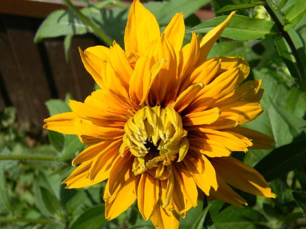 Рудбекия: уход и размножение