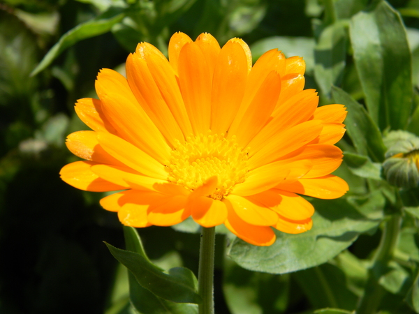 Интересное о календуле